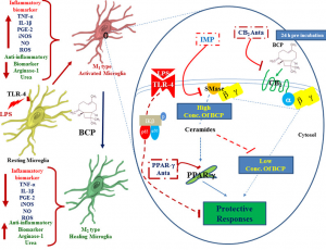 β-Caryophyllene (BCP) as a CB2 agonist in neuroprotection