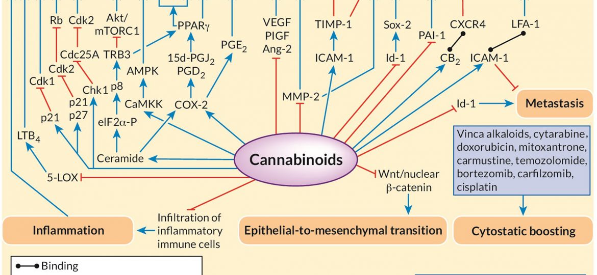 Anti-tumour actions of cannabinoids
